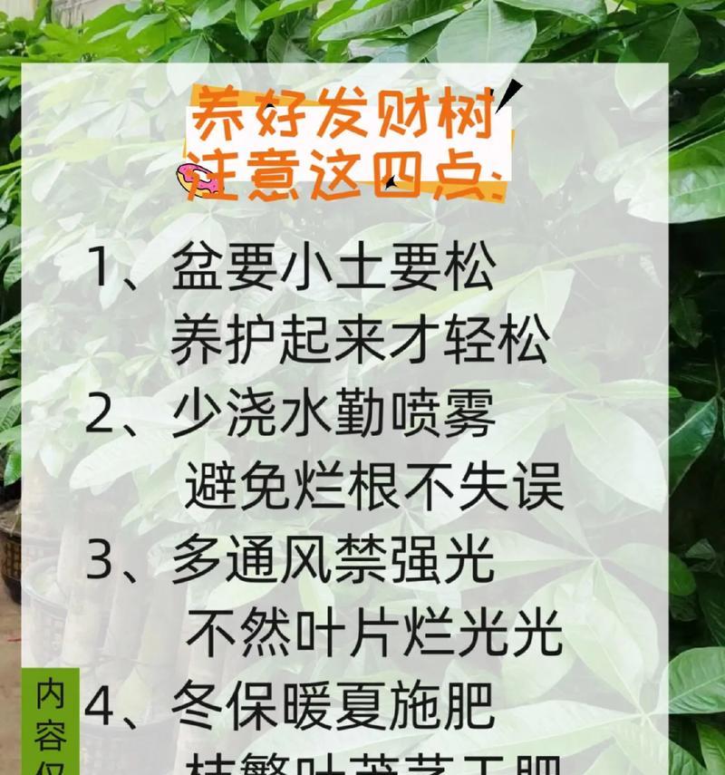 发财树花怎么养殖？养殖过程中应注意什么？