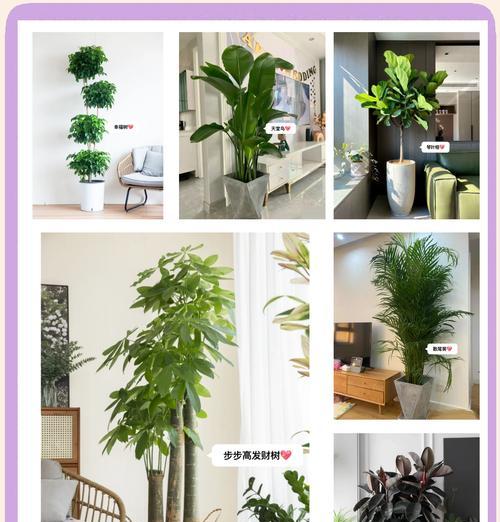 花盆适合种植哪些树种？种树需要注意什么？