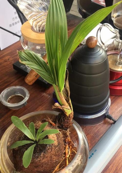 盆栽椰子的养殖方法有哪些？