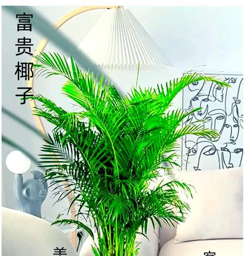 盆栽椰子的养殖方法有哪些？