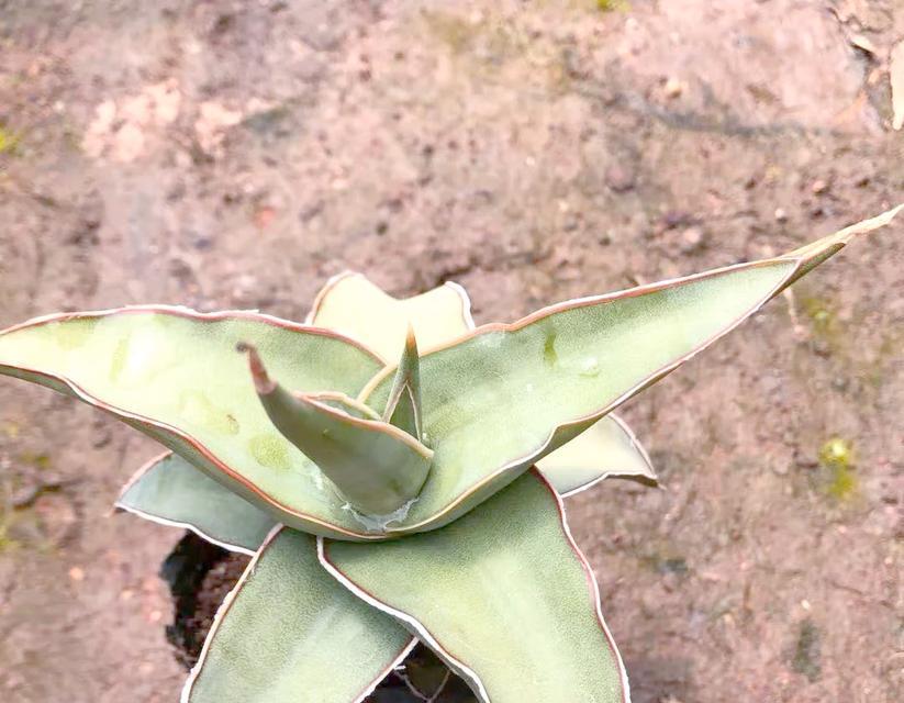 虎尾兰有几个品种？它们的特点是什么？