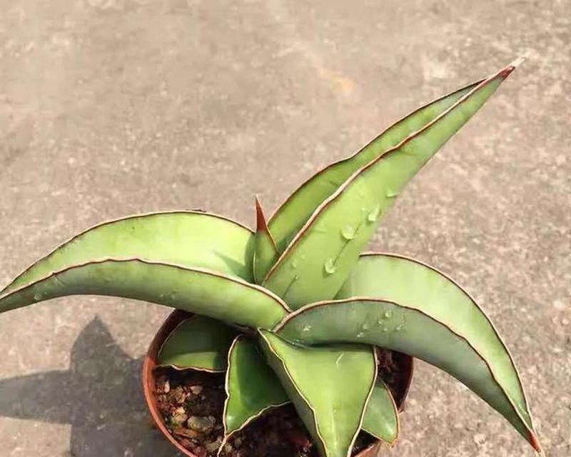 虎尾兰有几个品种？它们的特点是什么？