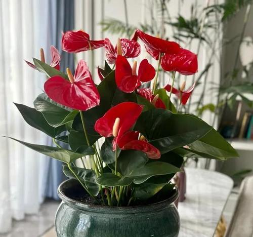 冬天有哪些既好养又好看的花？如何照料这些花卉？