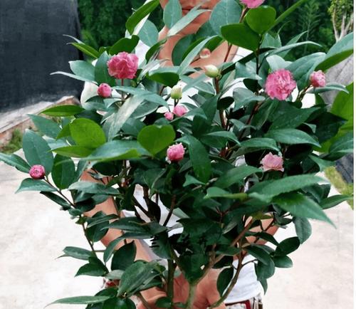 冬天有哪些既好养又好看的花？如何照料这些花卉？