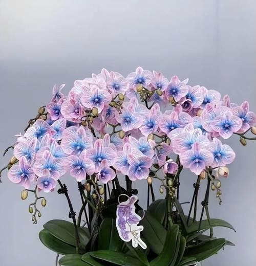 冬天有哪些既好养又好看的花？如何照料这些花卉？