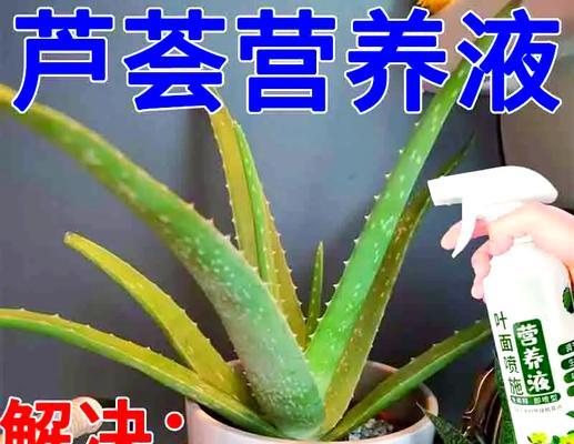 芦荟黄叶的处理方法是什么？