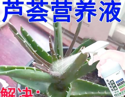 芦荟黄叶的处理方法是什么？