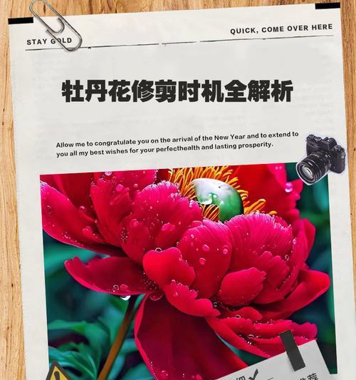 牡丹嫁接的最佳时机是什么时候？