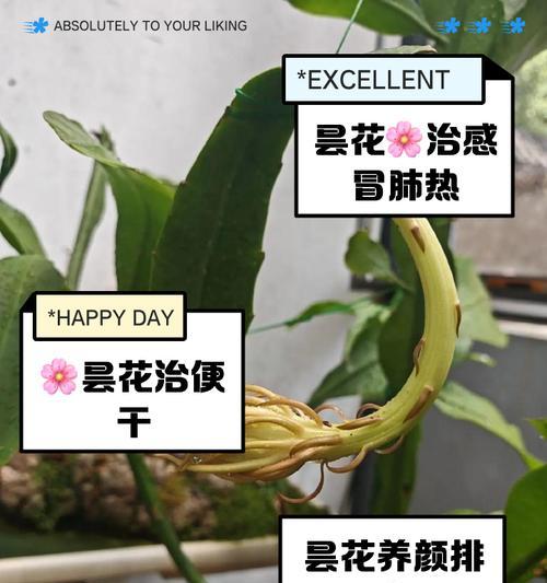 假昙花的正确养护方法是什么？
