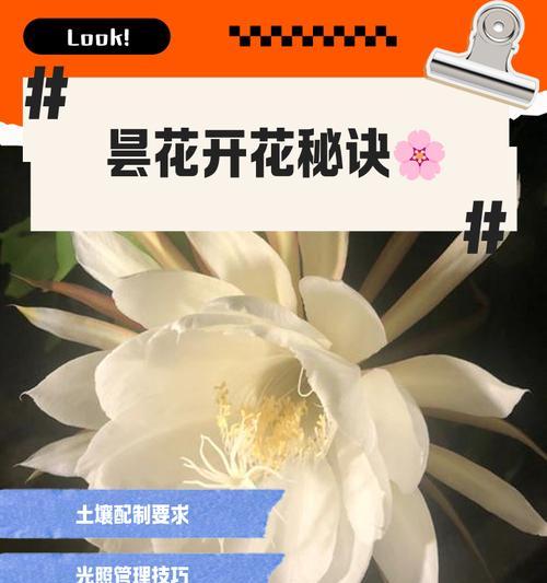 假昙花的正确养护方法是什么？