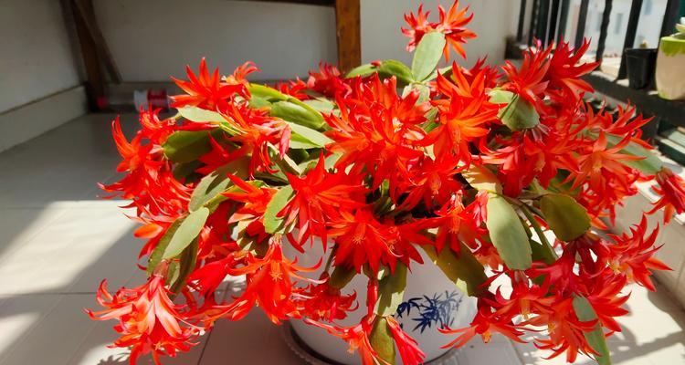 假昙花的正确养护方法是什么？