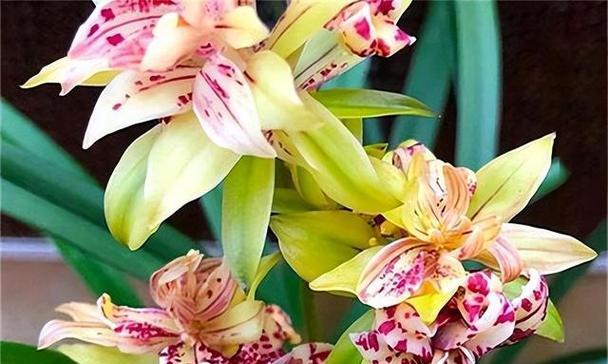 兰花有哪些品种？如何识别和养护不同种类的兰花？
