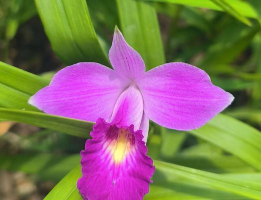 兰花有哪些品种？如何识别和养护不同种类的兰花？