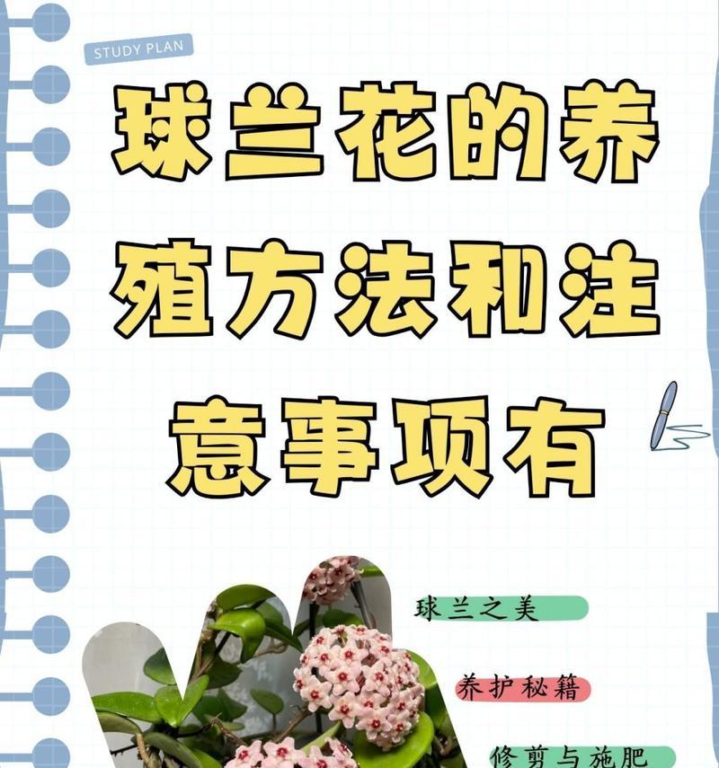 兰花有哪些品种？如何识别和养护不同种类的兰花？