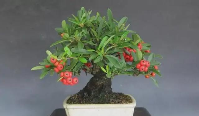 火棘的开花季节是什么时候？如何促进火棘开花？