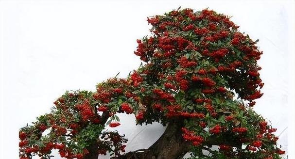 火棘的开花季节是什么时候？如何促进火棘开花？