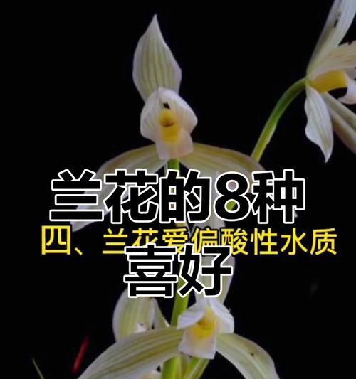 兰花开花多的秘诀是什么？