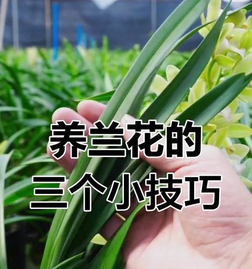 兰花开花多的秘诀是什么？