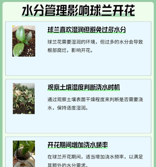 兰花开花多的秘诀是什么？