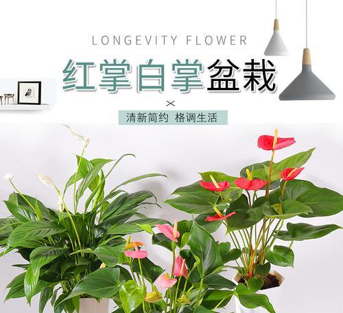 粉掌水培养殖需要注意什么？