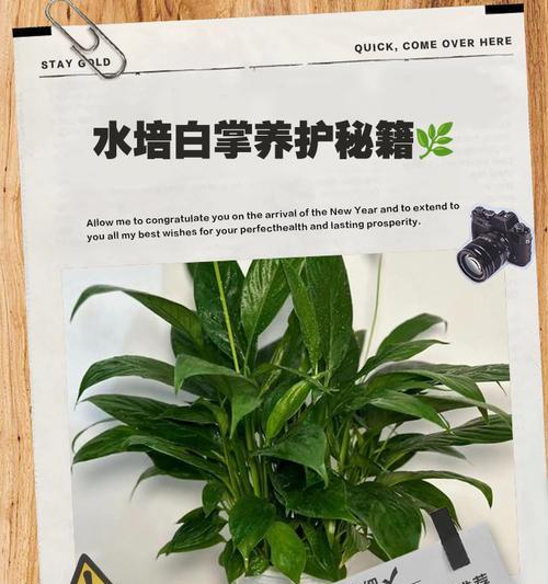 粉掌水培养殖需要注意什么？