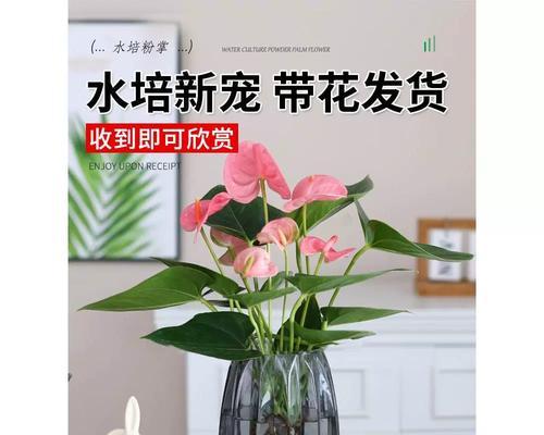 粉掌水培养殖需要注意什么？