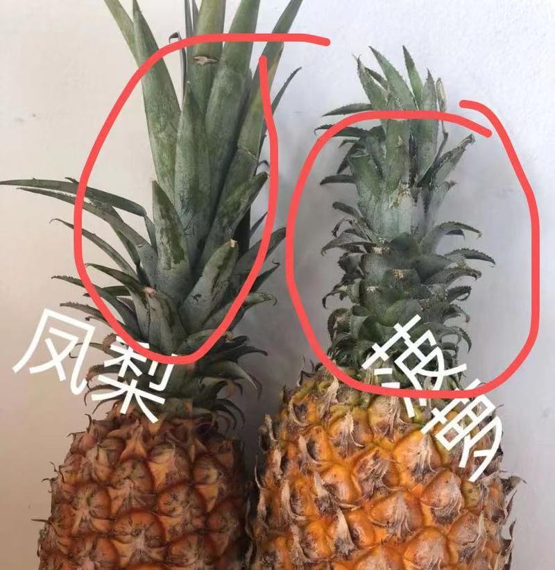 凤梨的养殖技巧有哪些？如何养出健康美味的凤梨？