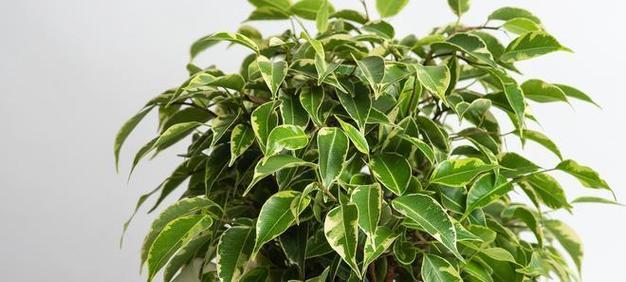 平安树容易滋生哪些类型的虫害？