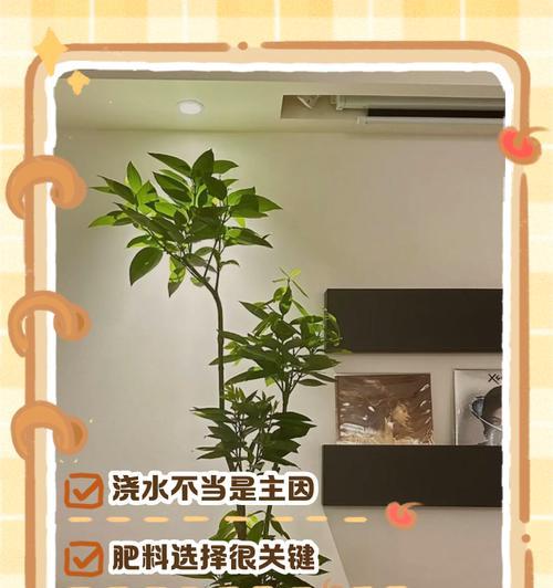 平安树容易滋生哪些类型的虫害？