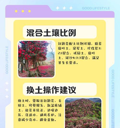 杜鹃花扦插的步骤是什么？