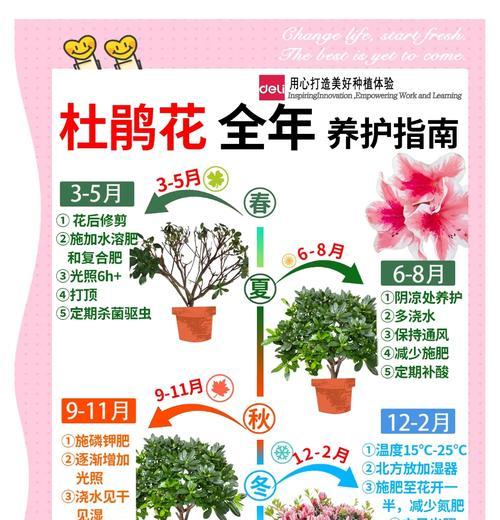 杜鹃花扦插的步骤是什么？