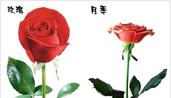 月季有哪些颜色品种？各自的花语是什么？
