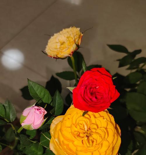 月季有哪些颜色品种？各自的花语是什么？