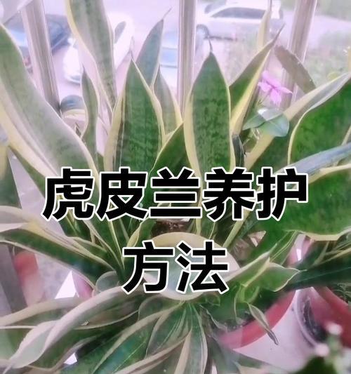 虎皮兰的养殖方法和注意事项有哪些？