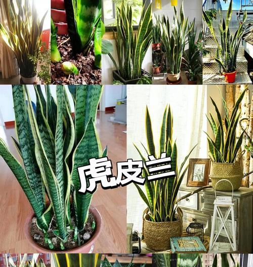 虎皮兰的养殖方法和注意事项有哪些？