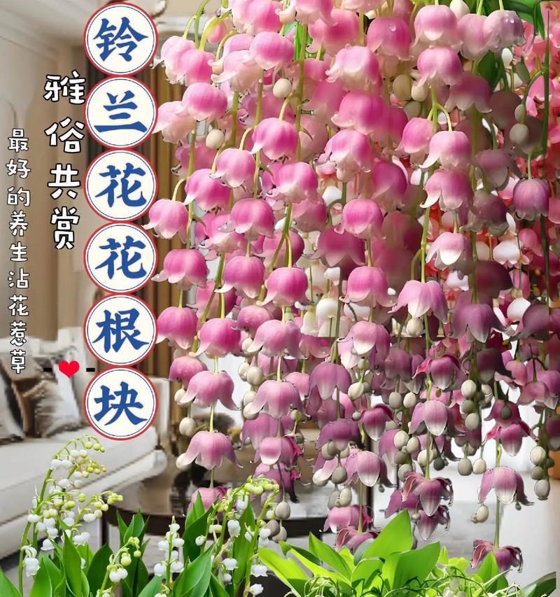 哪种花卉具有驱蚊作用？驱蚊花卉的使用和效果如何？