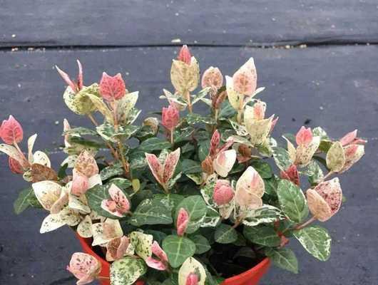 哪些常见花卉含有毒素？如何安全地养护花卉？