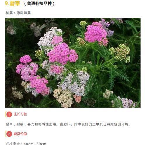 宿根花卉有哪些品种？宿根花卉的养护技巧是什么？