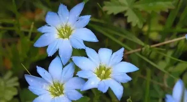 宿根花卉有哪些品种？宿根花卉的养护技巧是什么？