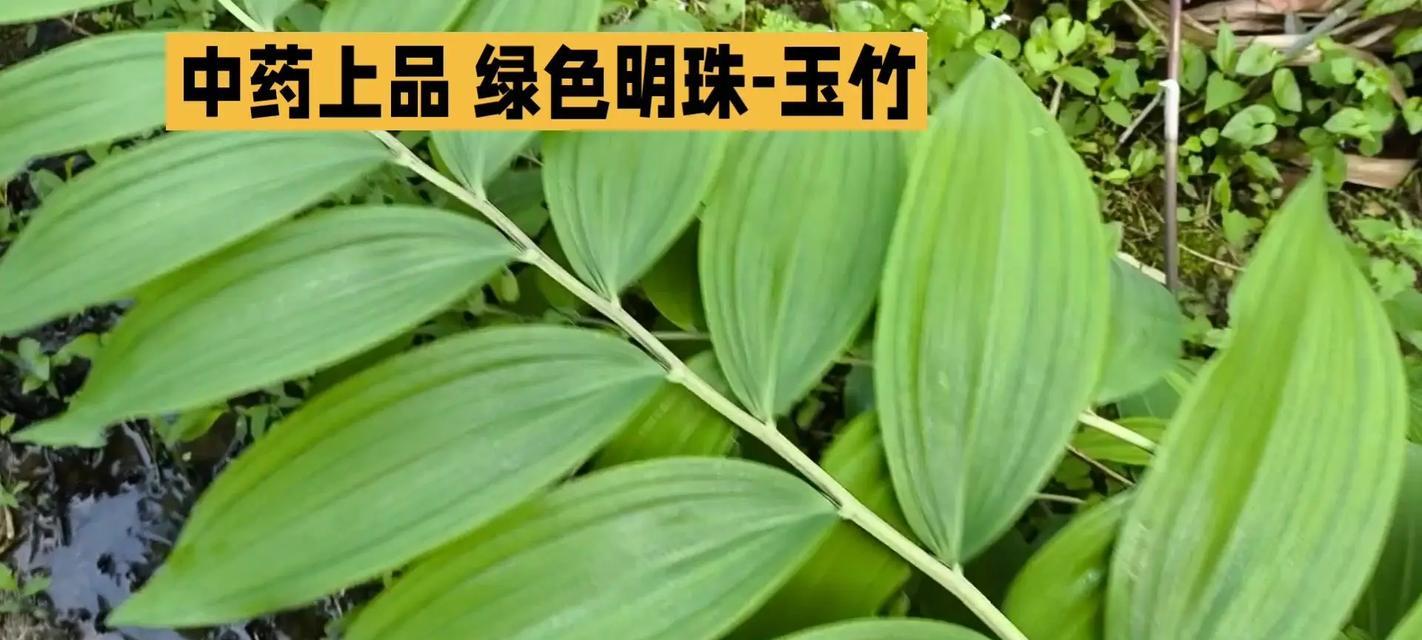 玉竹通常生长在哪些环境？