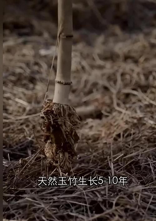玉竹通常生长在哪些环境？