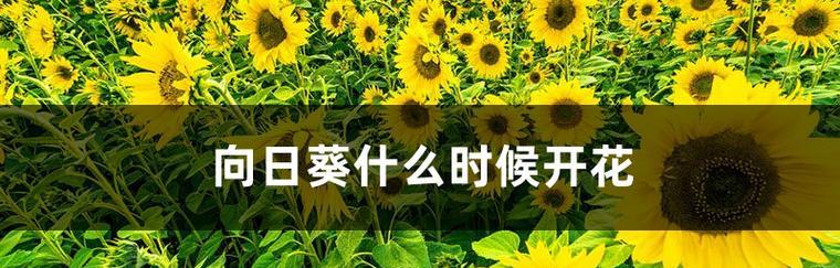向日葵开花秘诀是什么？如何促进其快速开花？