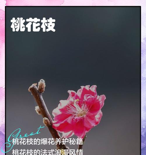 截枝桃花的养护技巧有哪些？