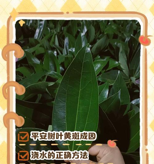 平安树的正确护理方法是什么？