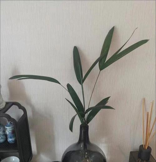 棕竹的养护方法是什么？如何保持其健康生长？