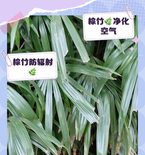 棕竹的养护方法是什么？如何保持其健康生长？