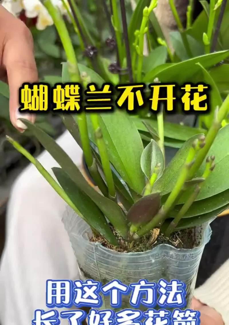 蝴蝶兰养殖技巧有哪些？蝴蝶兰不开花怎么办？