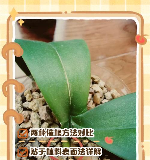 蝴蝶兰养殖技巧有哪些？蝴蝶兰不开花怎么办？