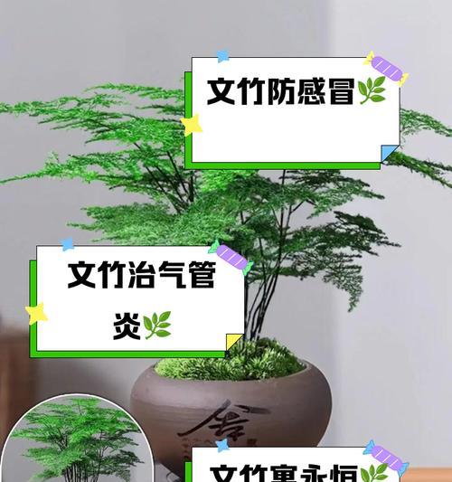文竹的寓意及其象征意义是什么？