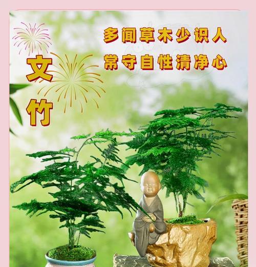 文竹的寓意及其象征意义是什么？